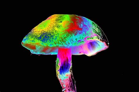 The Science Behind Magic Mushrooms: Los Angeles' Psychedelic Research